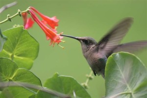 15_August_06_Hummingbird